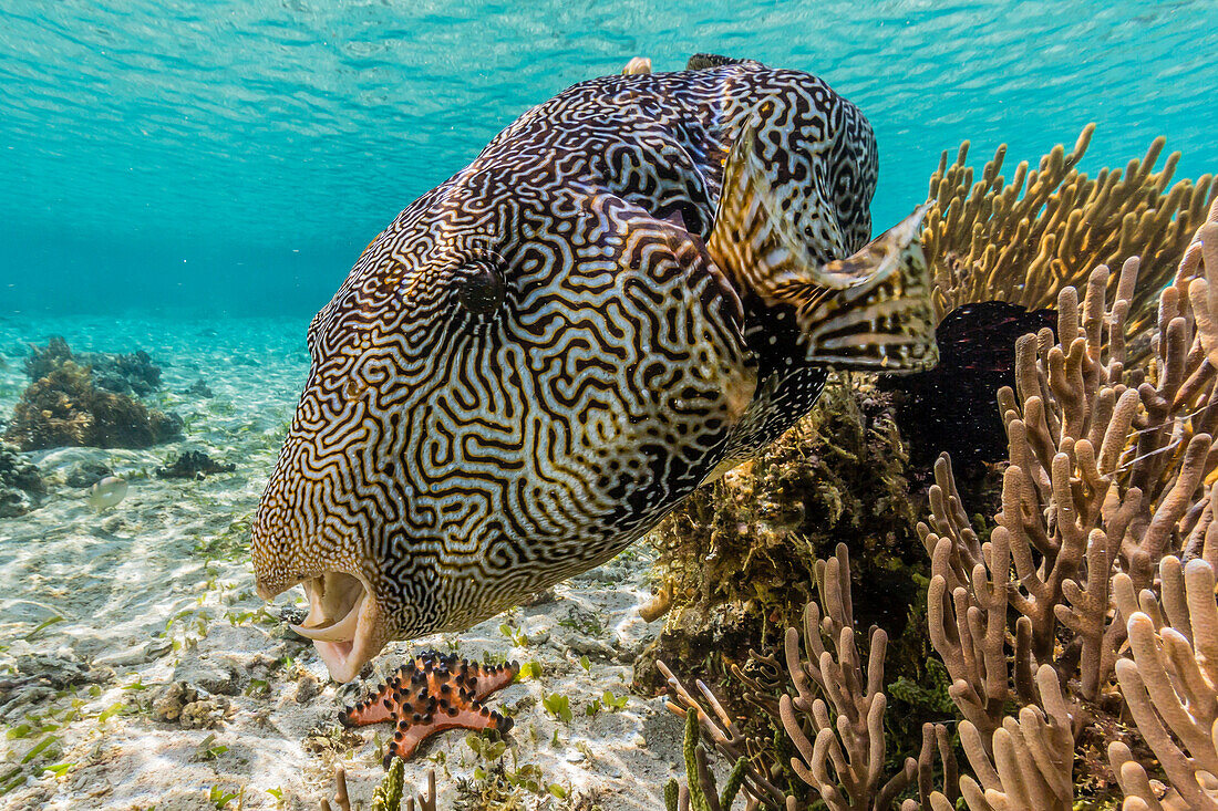 Map puffer (Arothron mappa) feeding on sponges on the house reef on Sebayur Island, Komodo Island National Park, Indonesia, Southeast Asia, Asia