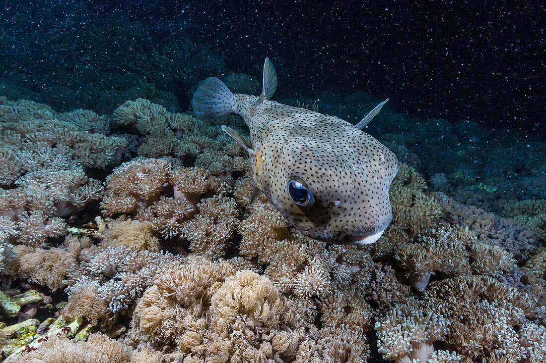 Porcupinefish (Diodon hystrix) at night on house reef at Sebayur Island, Komodo Island National Park, Indonesia, Southeast Asia, Asia