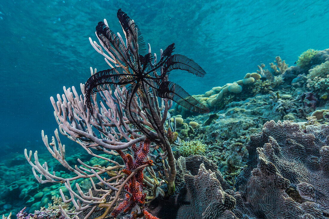 Hard and soft corals and crinoid underwater on Sebayur Island, Komodo Island National Park, Indonesia, Southeast Asia, Asia