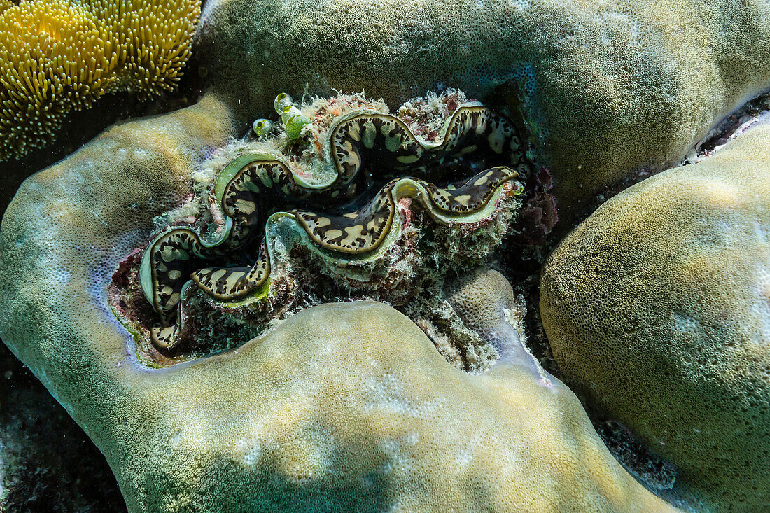 Hard and soft corals and tridacna clam on underwater reef on Jaco Island, Timor Sea, East Timor, Southeast Asia, Asia