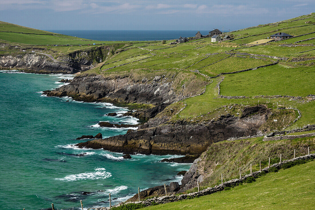 Sheep fences and rock walls along the Dingle Peninsula, County Kerry, Munster, Republic of Ireland, Europe