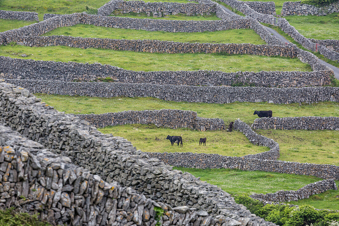 Rock walls create small paddocks for sheep and cattle on Inisheer, the easternmost of the Aran Islands, Republic of Ireland, Europe
