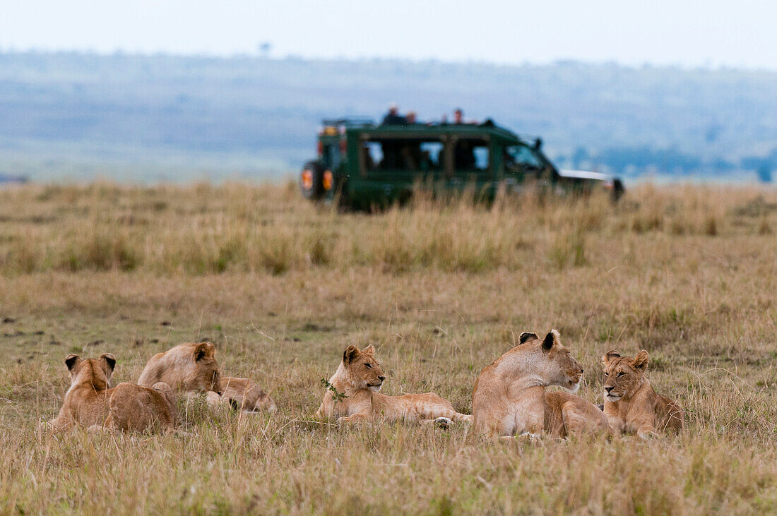 Lion (Panthera leo), Masai Mara, Kenya, East Africa, Africa