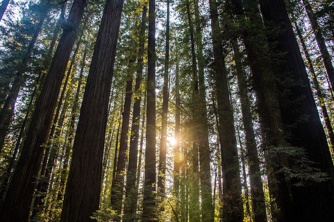 Sun breaking through the Redwood trees, Avenue of the Giants, Northern California, USA