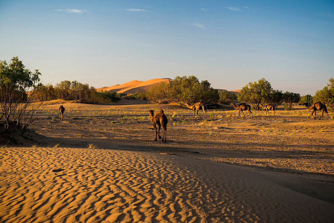 dromedaries and sand dunes, near Merzouga, Erg Chebbi, Sahara Desert, Morocco, Africa