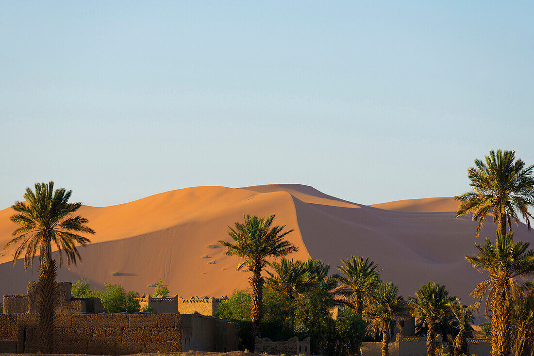 sand dunes and palm trees, near Merzouga, Erg Chebbi, Sahara Desert, Morocco, Africa