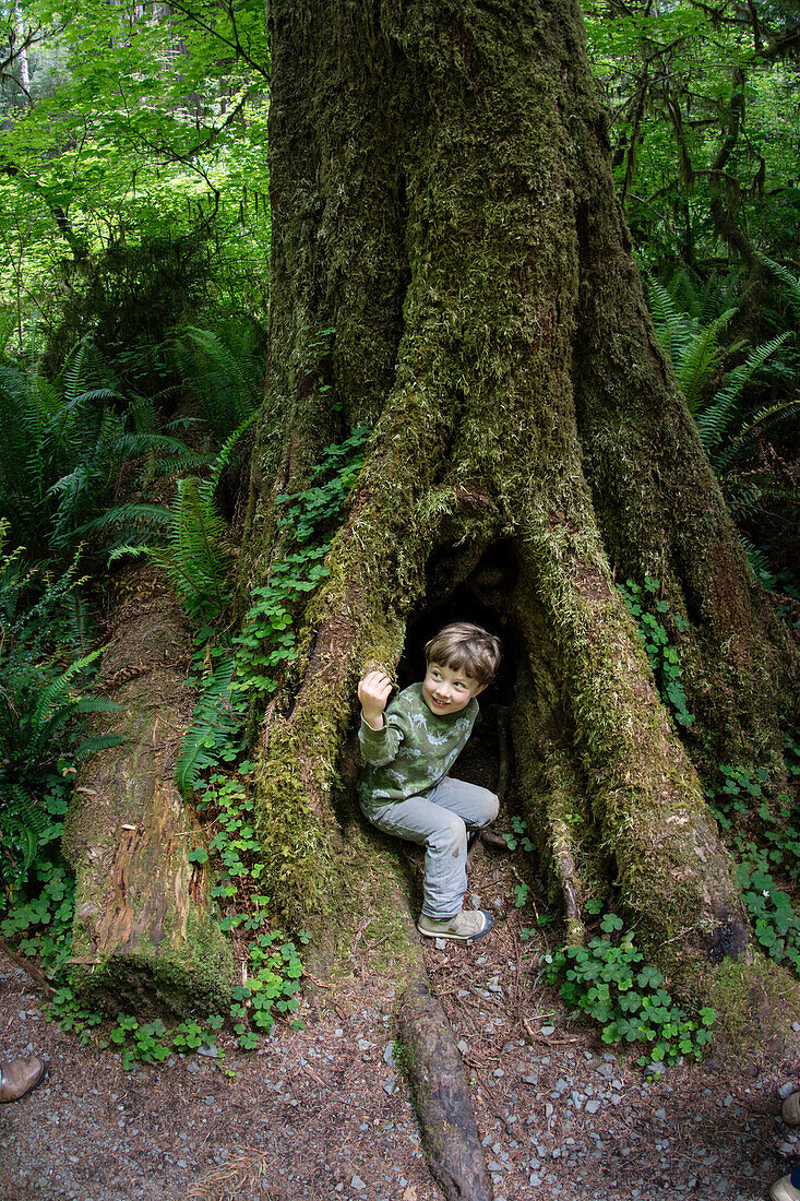 Toddler boy peers out of dark hole in Redwood Tree trunk, Redwood National Park, California.