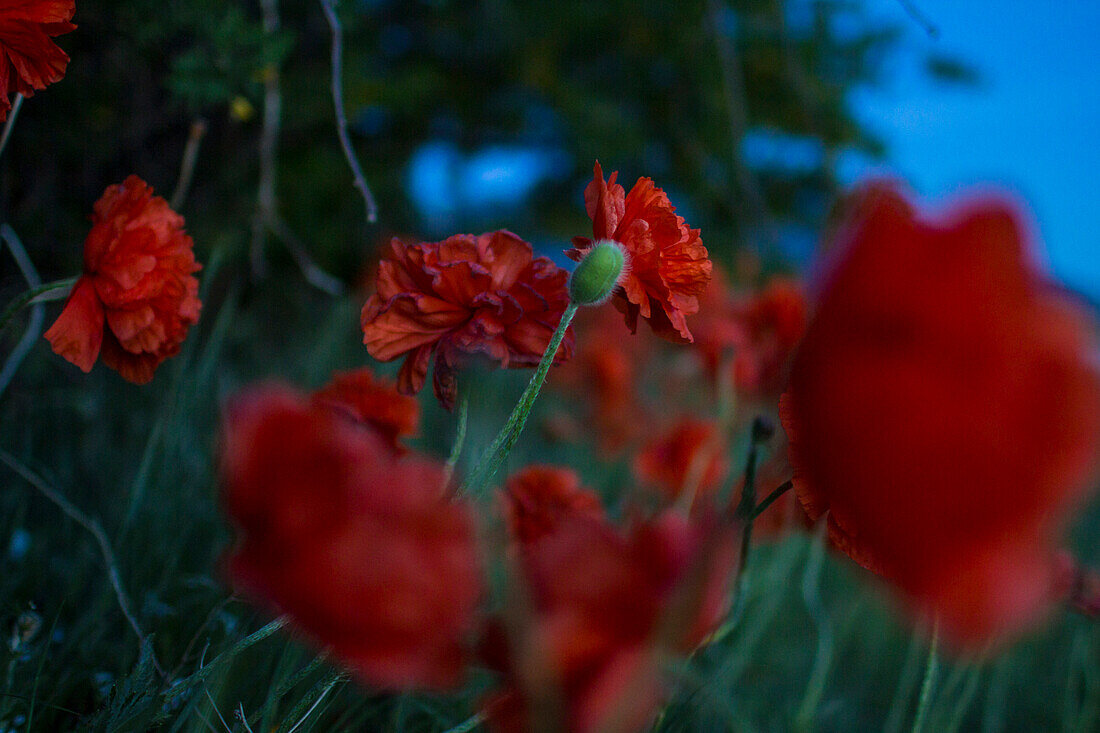 Poppies growing in a spring garden in Montana.