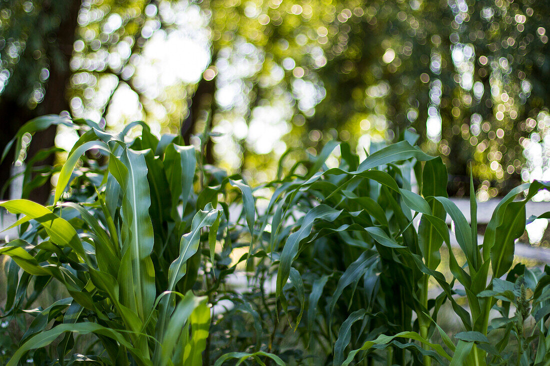 A corn patch in a summer garden in Bozeman, MT.