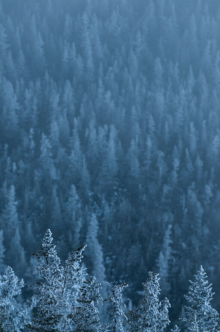 Frost covered evergreens near Mount Washington.