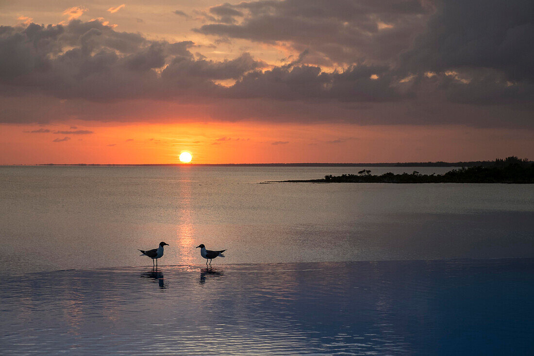 Two gulls on edge of infinity pool in the Bahamas at sunset.