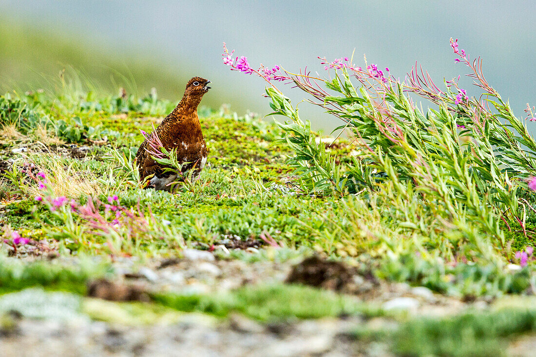Willow Ptarmigan in a middle of grass and fireweed in Katmai National Park, Alaska
