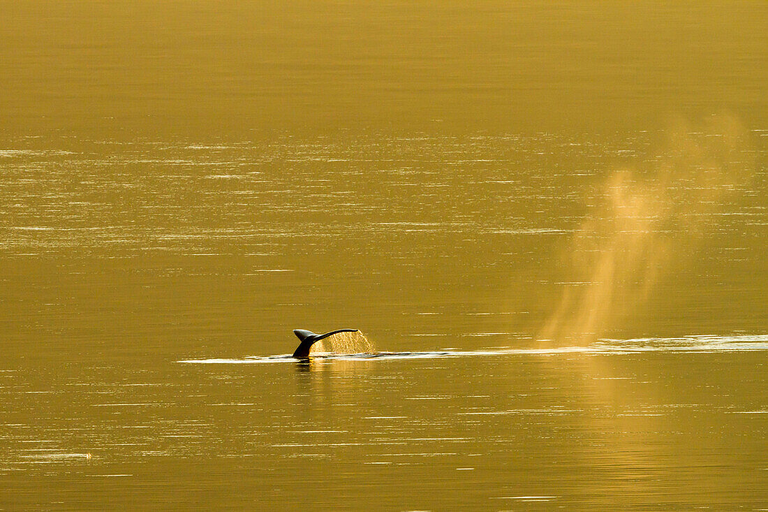 Breath whale and tail in golden light of sunset in British colombia