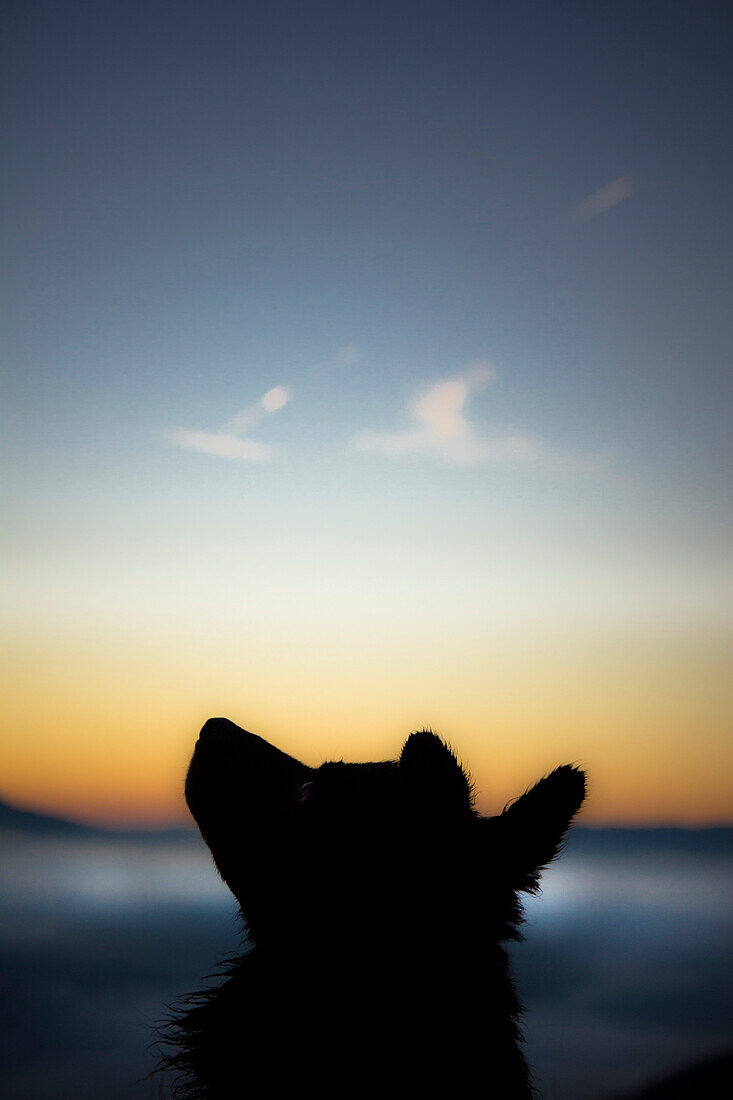 The silhouette of a black dog before sunrise. The dog's breed is Pulin. In the picture he is with his head and ears straight up and  slight reflection of light in his eyes.