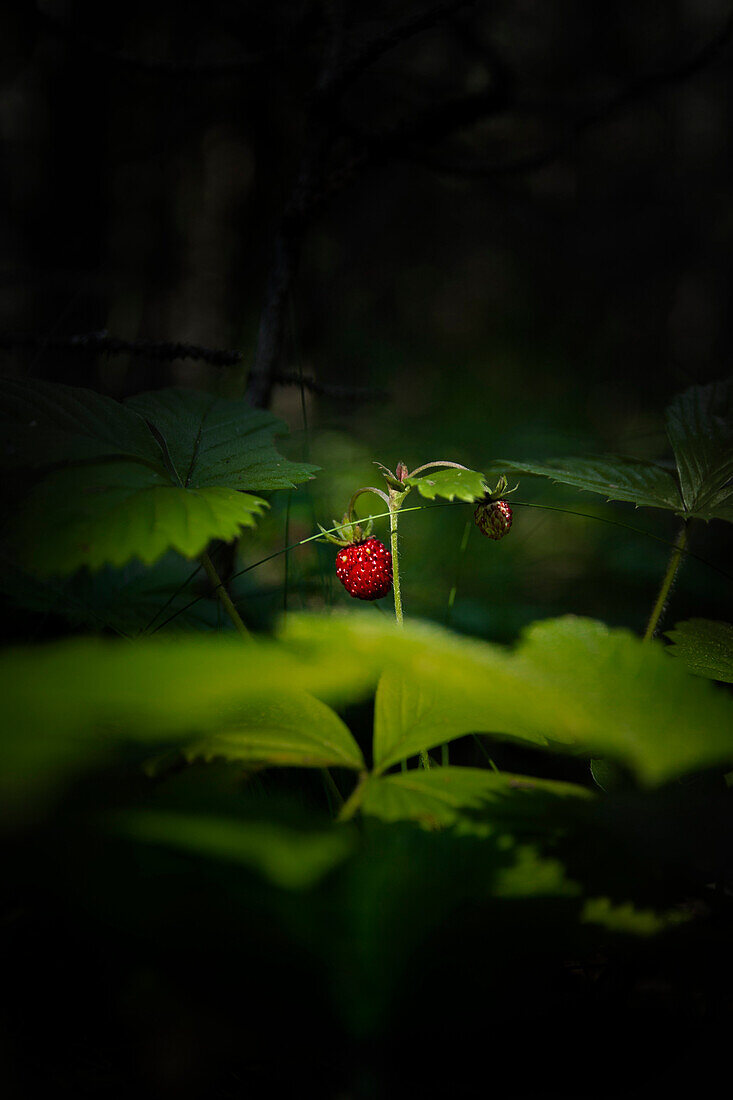 The fruit of forest strawberry ( Fragaria vesca )in the deep grass. Strawberry field is is located deep in the pine forest ( Pinus nigra ).