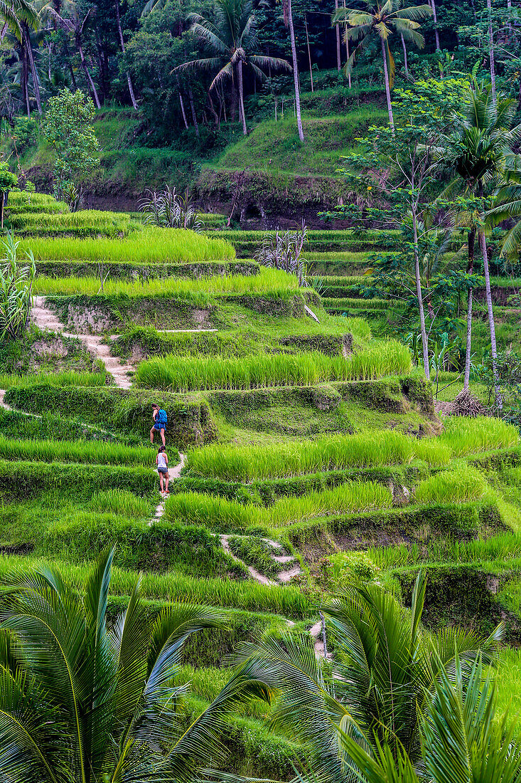 Unesco Rice fields.