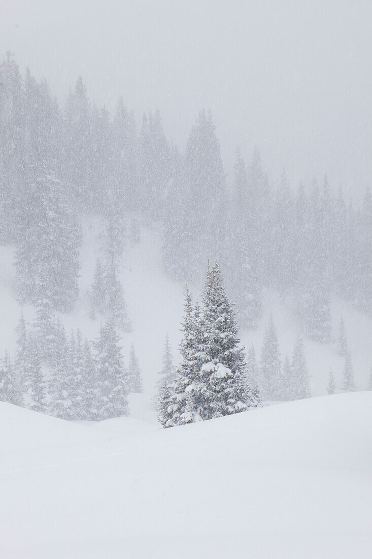 Conifer in a blizzard above Red Mountain Pass, San Juan National Forest, Colorado.