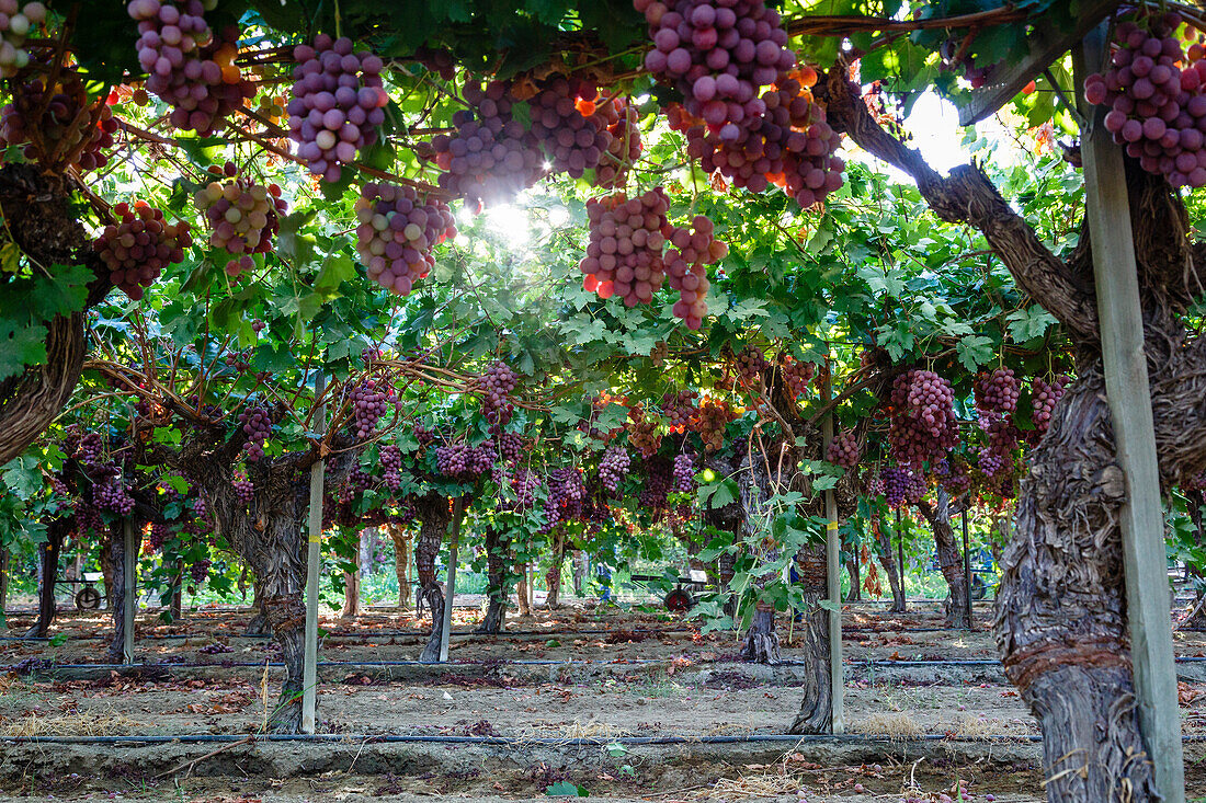 Red Globe grapes at a vineyard, San Joaquin Valley, California, United States of America, North America
