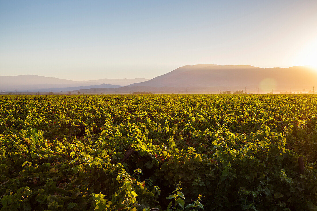 Vineyards in San Joaquin Valley, California, United States of America, North America