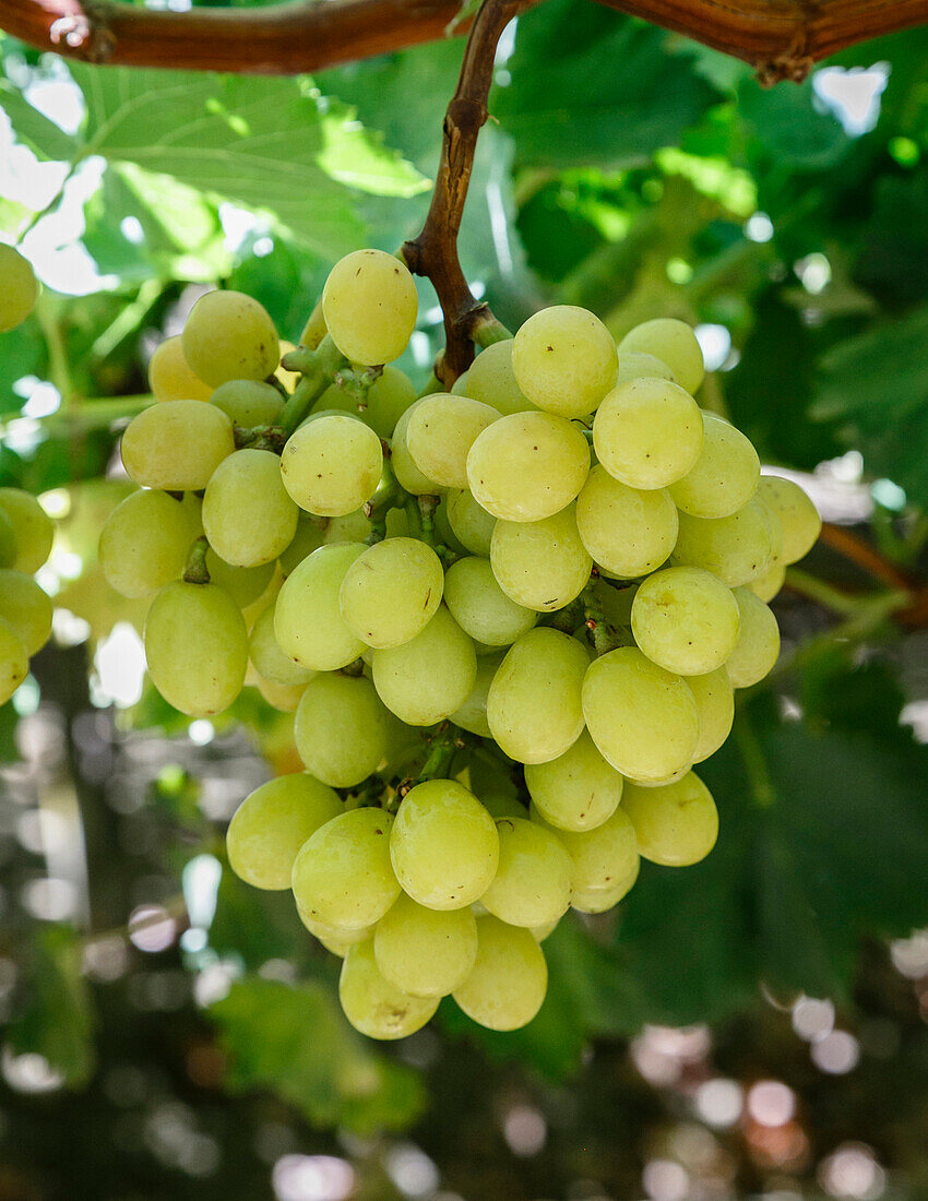 Grapes in San Joaquin Valley, California, United States of America, North America