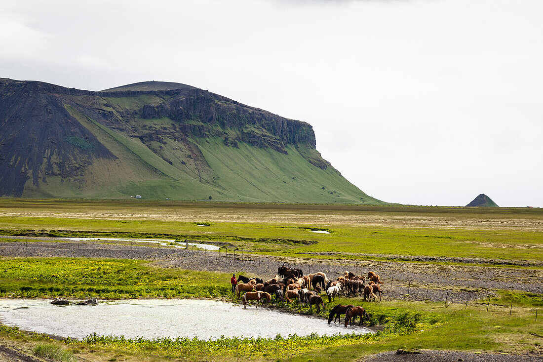 Wild horses, South Iceland, Iceland, Polar Regions