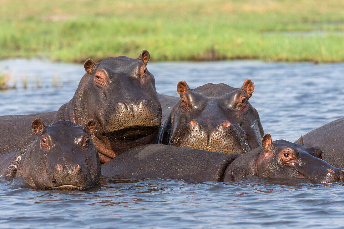 Hippopotamus (Hippopotamus amphibius) pod in river, Chobe National Park, Botswana, Africa