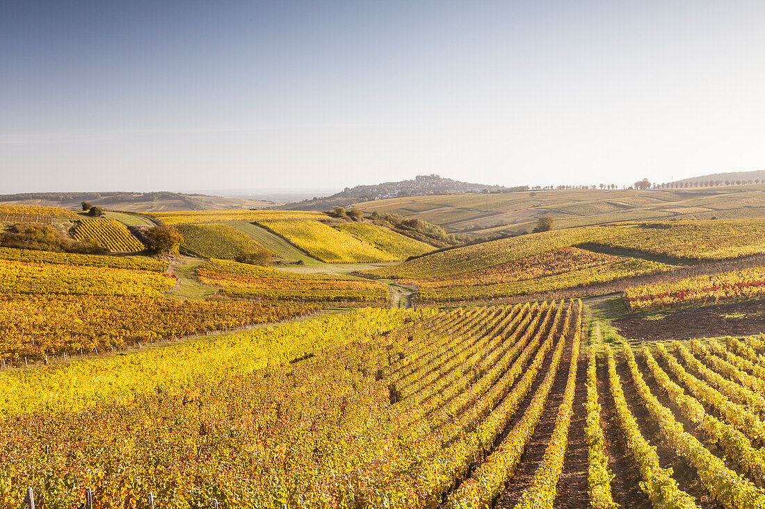 Autumn color in the vineyards of Sancerre, Cher, France, Europe