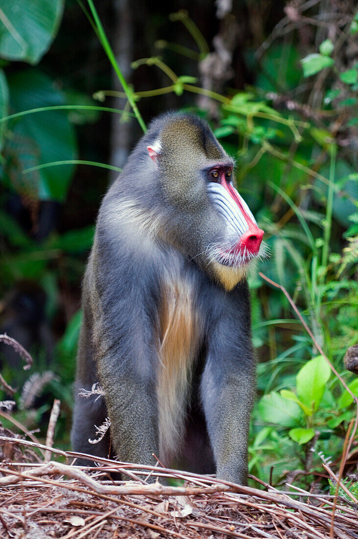 Male mandrill (Mandrill sphinx), Parc de la Lekedi, Haut-Ogooue, Gabon, Africa