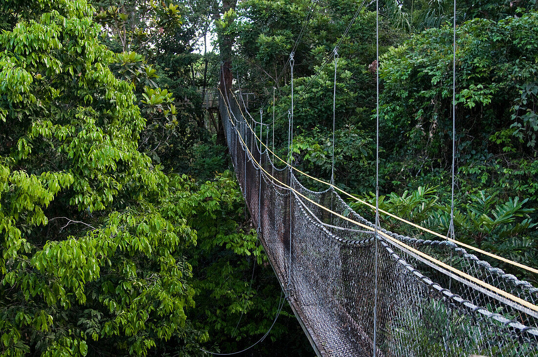 Canopy walkway at Atta Rainforest Lodge near Iwokrama, Guyana, South America