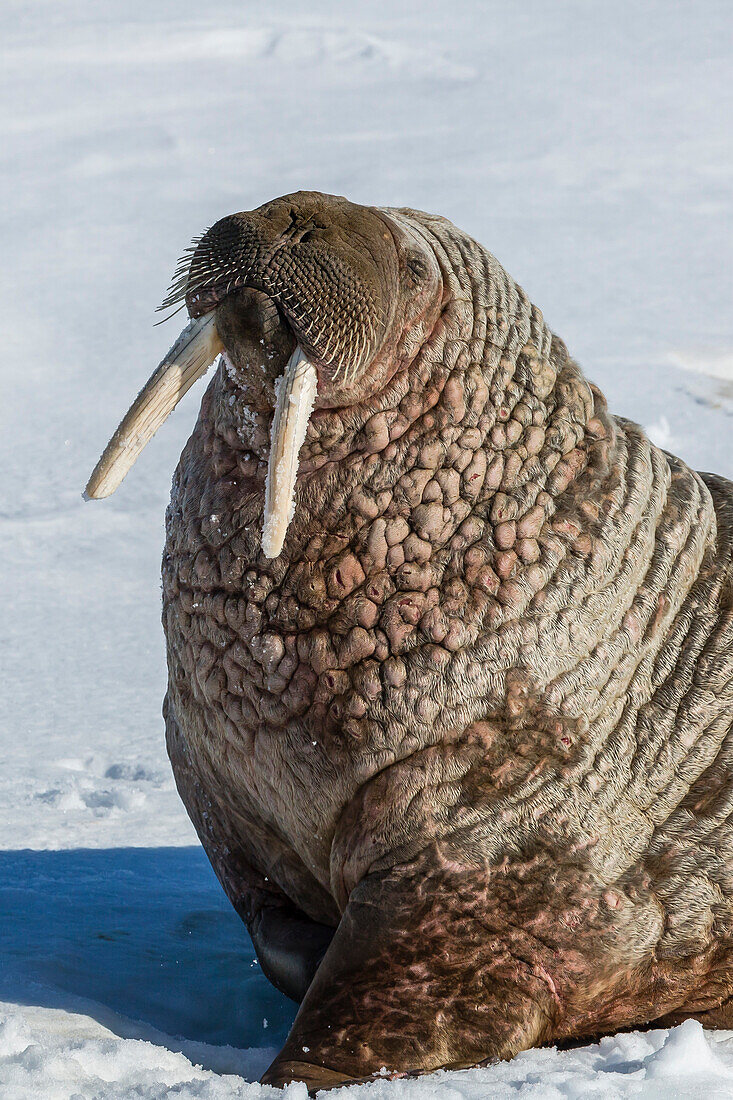 Adult bull Atlantic walrus (Odobenus rosmarus rosmarus) hauled out on ice in Storfjorden, Svalbard, Norway, Scandinavia, Europe