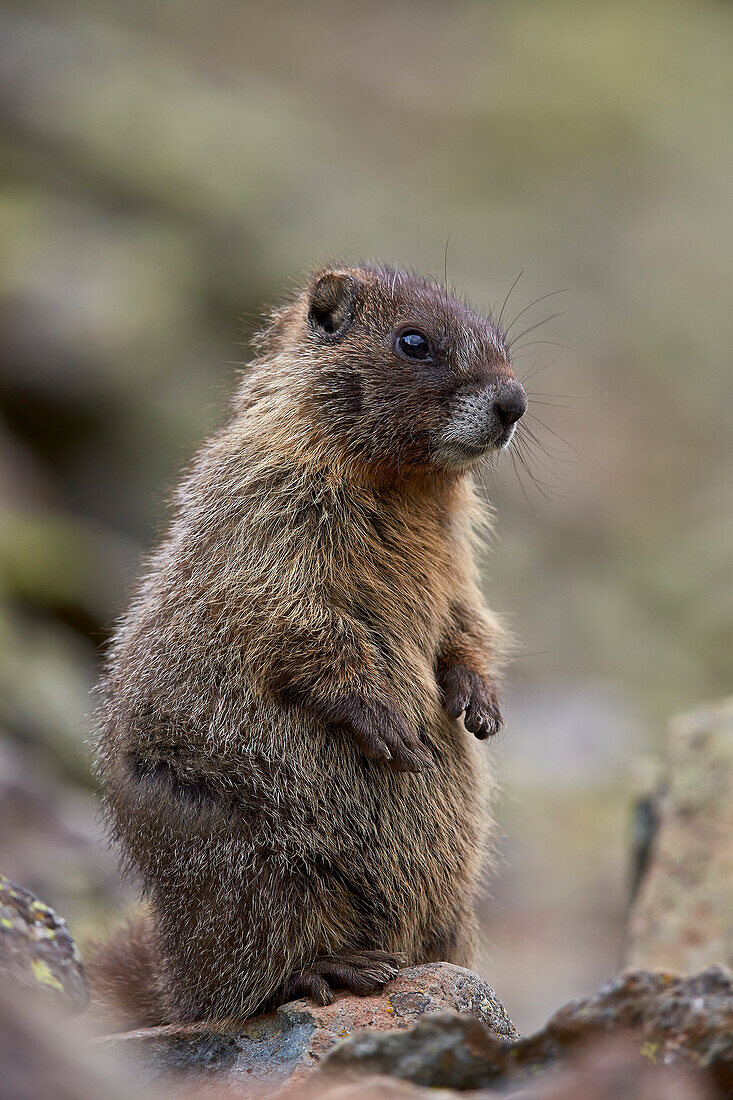 Young yellow-bellied marmot (yellowbelly marmot) (Marmota flaviventris) prairie-dogging, San Juan National Forest, Colorado, United States of America, North America