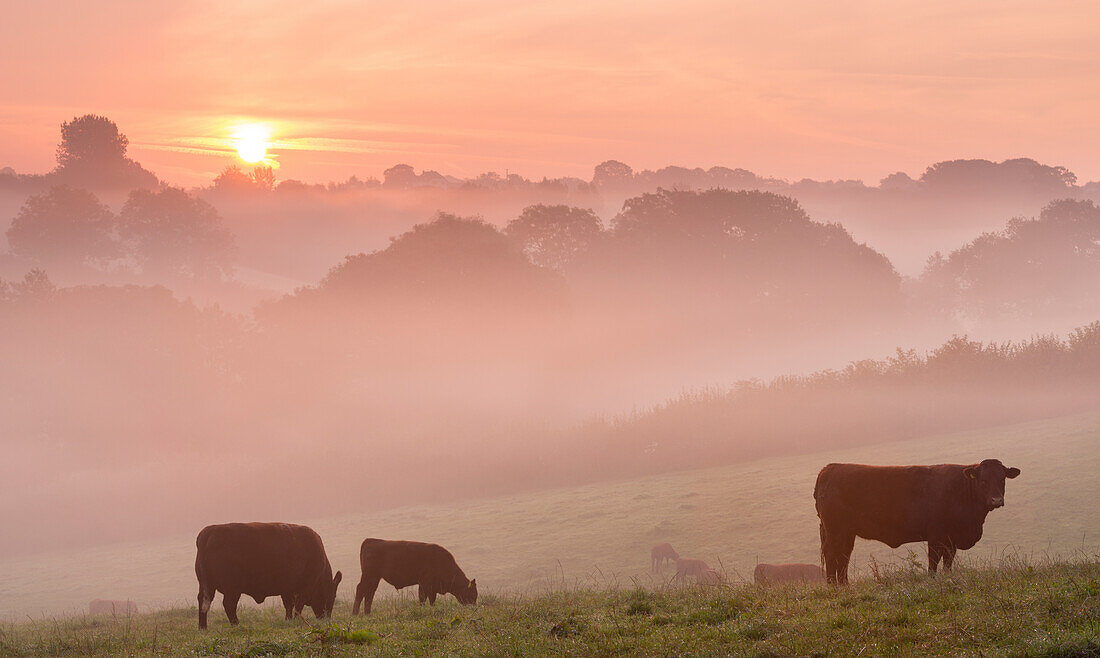 Red Ruby cattle grazing in the Devon countryside at dawn on a misty autumn morning, Black Dog, Devon, England, United Kingdom, Europe