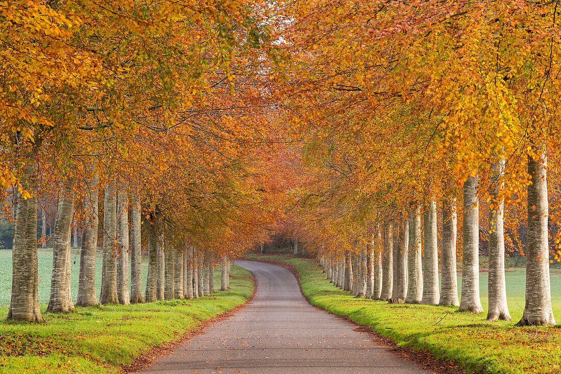 Avenue of colourful trees in autumn, Dorset, England, United Kingdom, Europe