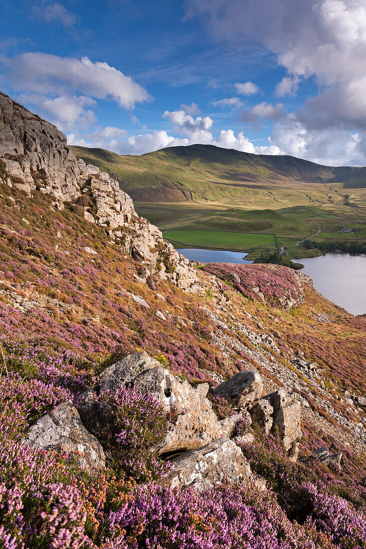 Heather carpeted mountainside in autumn above Llynnau Cregennen, Snowdonia National Park, Wales, United Kingdom, Europe
