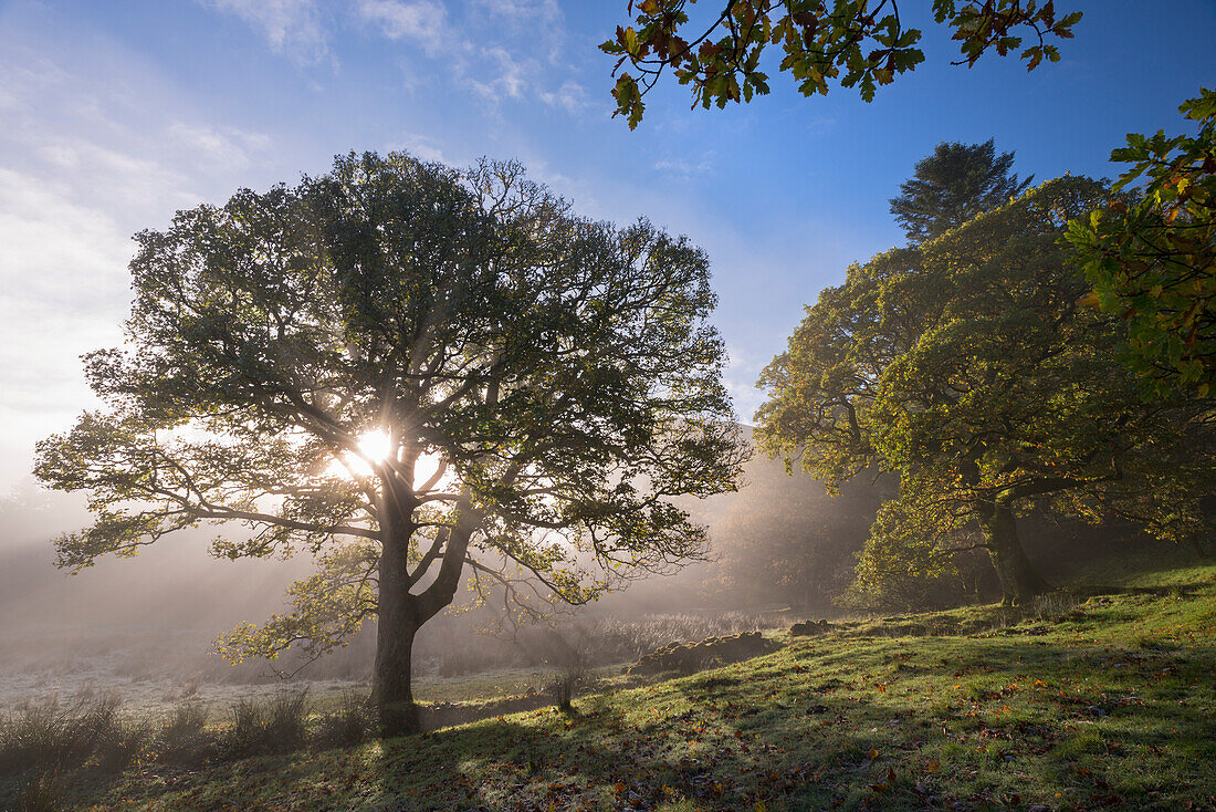 Morning sunshine burning through mist, Lake District, Cumbria, England, United Kingdom, Europe