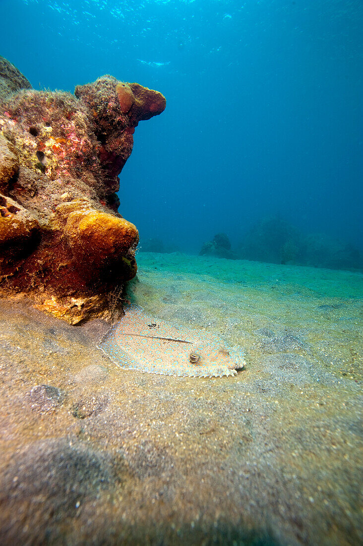 A rare maculated flounder (Bothus maculiferus), Dominica, West Indies, Caribbean, Central America