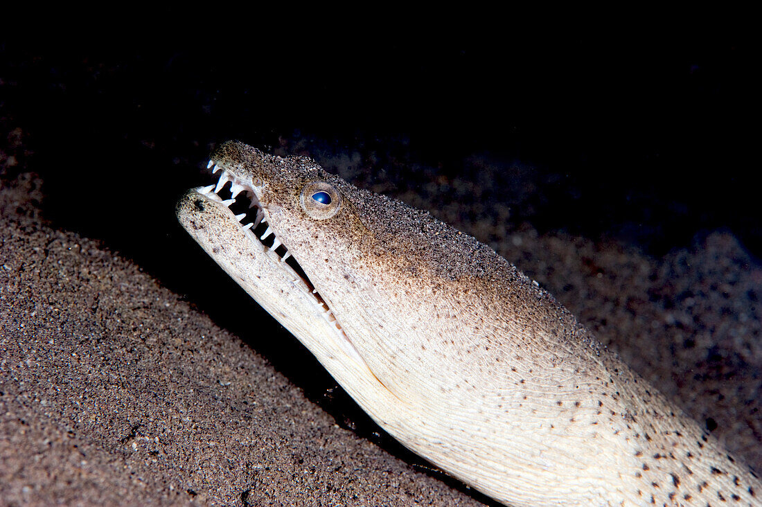 King spotted snake eel (Ophichthus ophis), Dominica, West Indies, Caribbean, Central America
