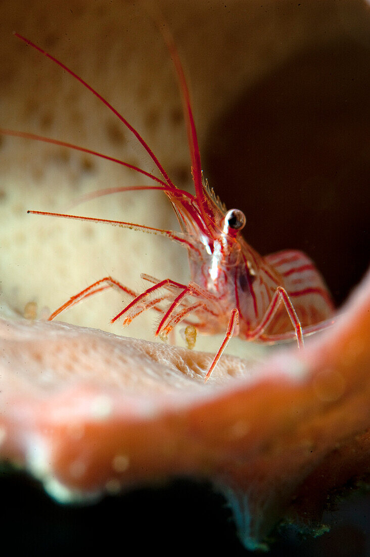 Peppermint shrimp (Lysmata wurdemanni), Dominica, West Indies, Caribbean, Central America