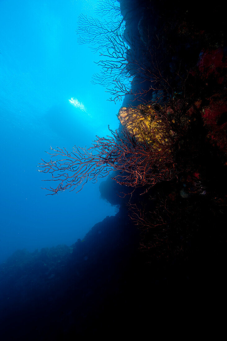 Reef scene, Dominica, West Indies, Caribbean, Central America