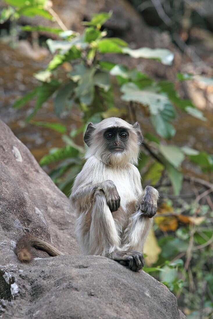 Gray langur (Hanuman langur) (Semnopithecus hector), Bandhavgarh National Park, Madhya Pradesh, India, Asia