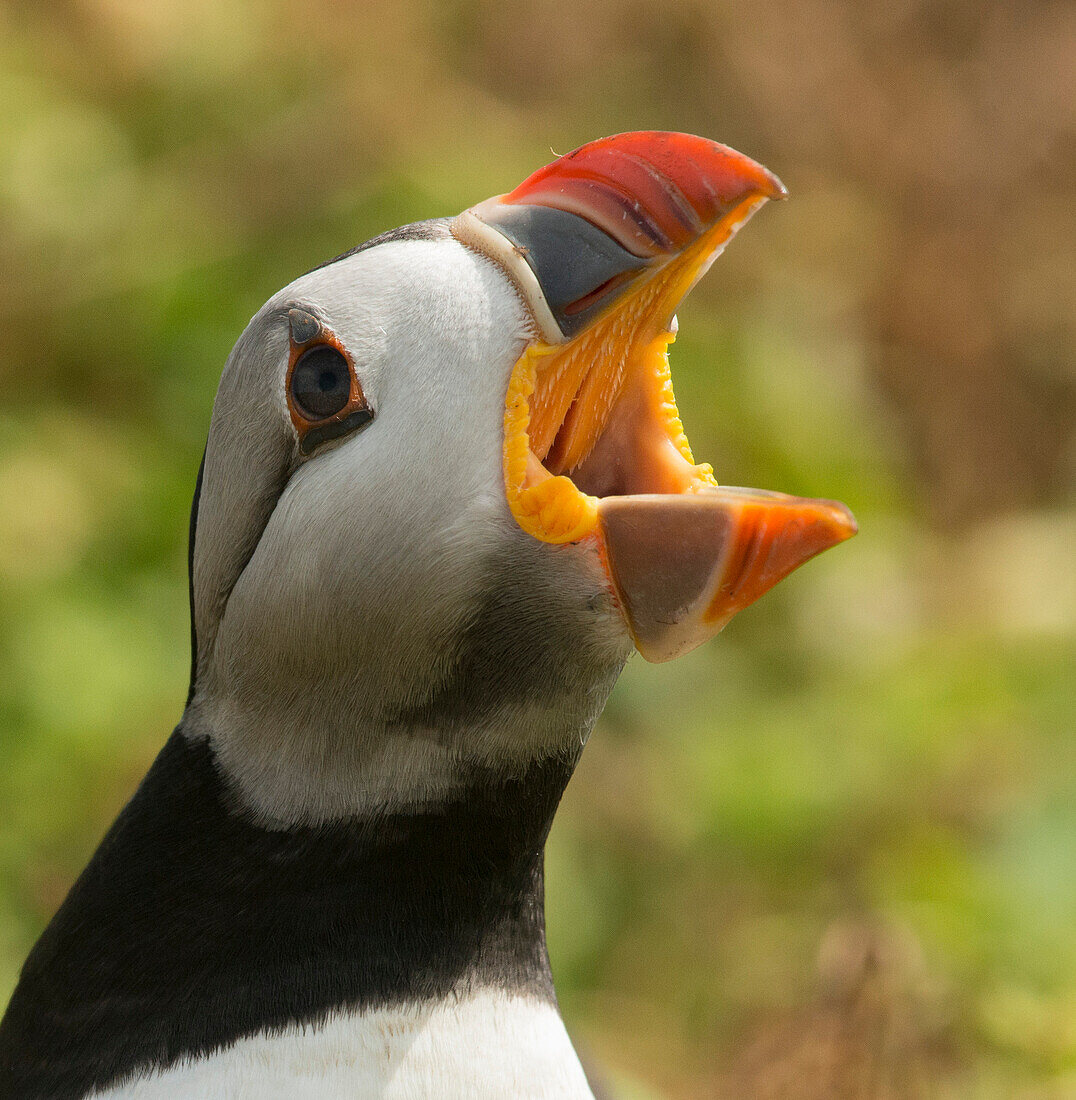 Puffin with gaping beak showing barbs in roof of beak, Wales, United Kingdom, Europe