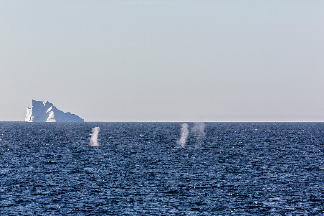 Fin whales (Balaenoptera physalus), Vikingbukta, Northeast Greenland, Polar Regions