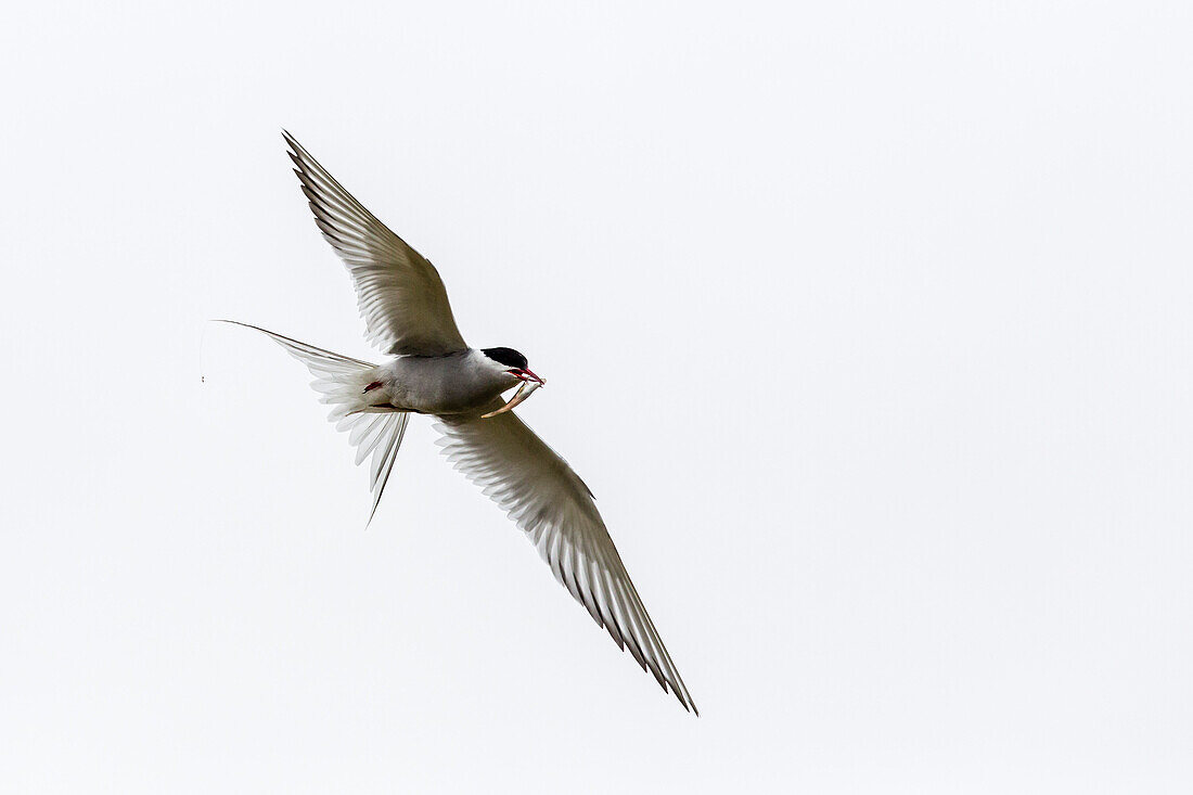 Adult arctic tern (Sterna paradisaea) returning to chick with small fish, Flatey Island, Iceland, Polar Regions