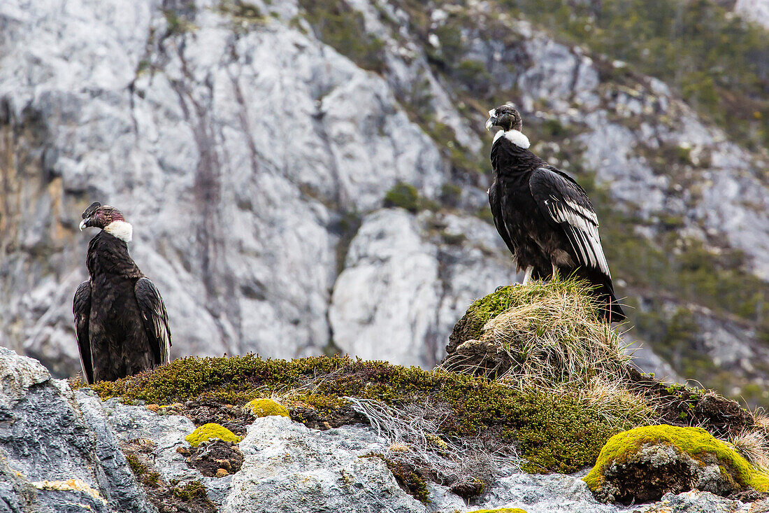 Adult Andean condors (Vulture gryphus), Wildlife Conservation Society Preserve of Karukinka, Strait of Magellan, Chile, South America