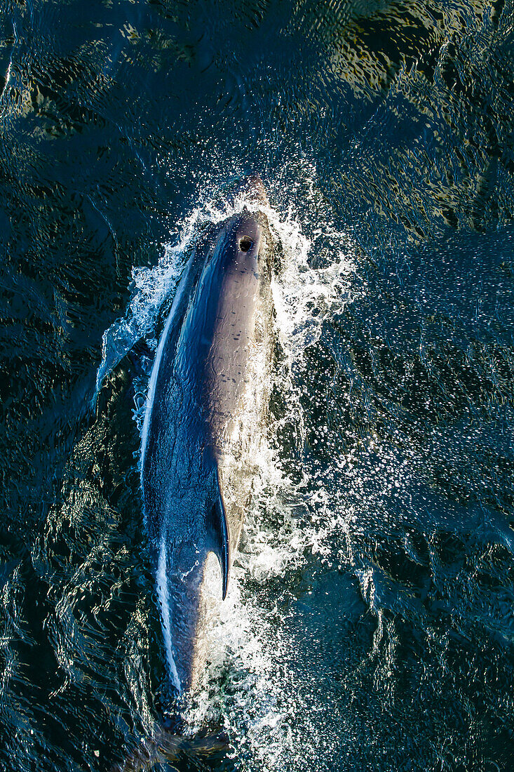 Adult Peale's dolphin (Lagenorhynchus australis) bow-riding, New Island, Falkland Islands, South Atlantic Ocean, South America