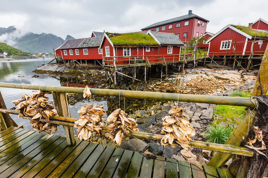 Norwegian cod fishing town of Reine, Lofoton Islands, Norway, Scandinavia, Europe