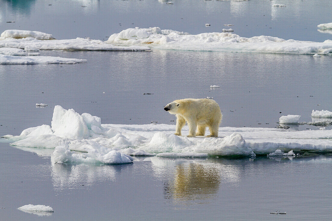 Adult polar bear (Ursus maritimus) on the ice in Bear Sound, Spitsbergen Island, Svalbard, Norway, Scandinavia, Europe