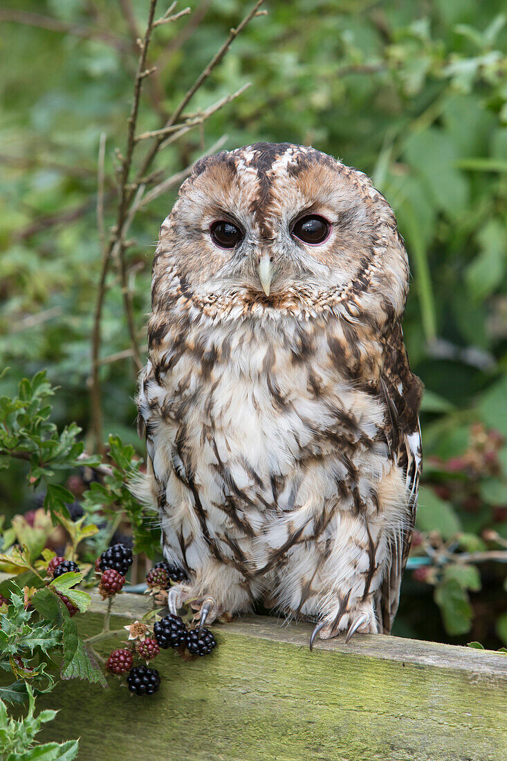 Tawny owl (Strix aluco), captive, United Kingdom, Europe