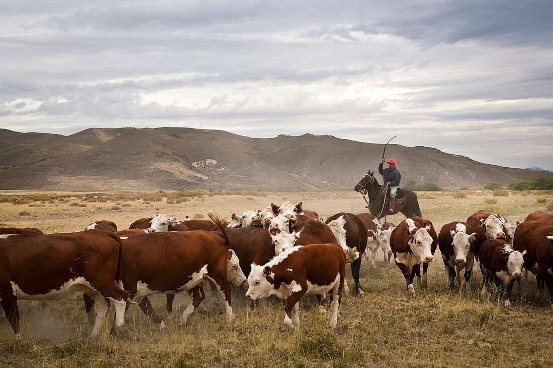 Gauchos with cattle at the Huechahue Estancia, Patagonia, Argentina, South America