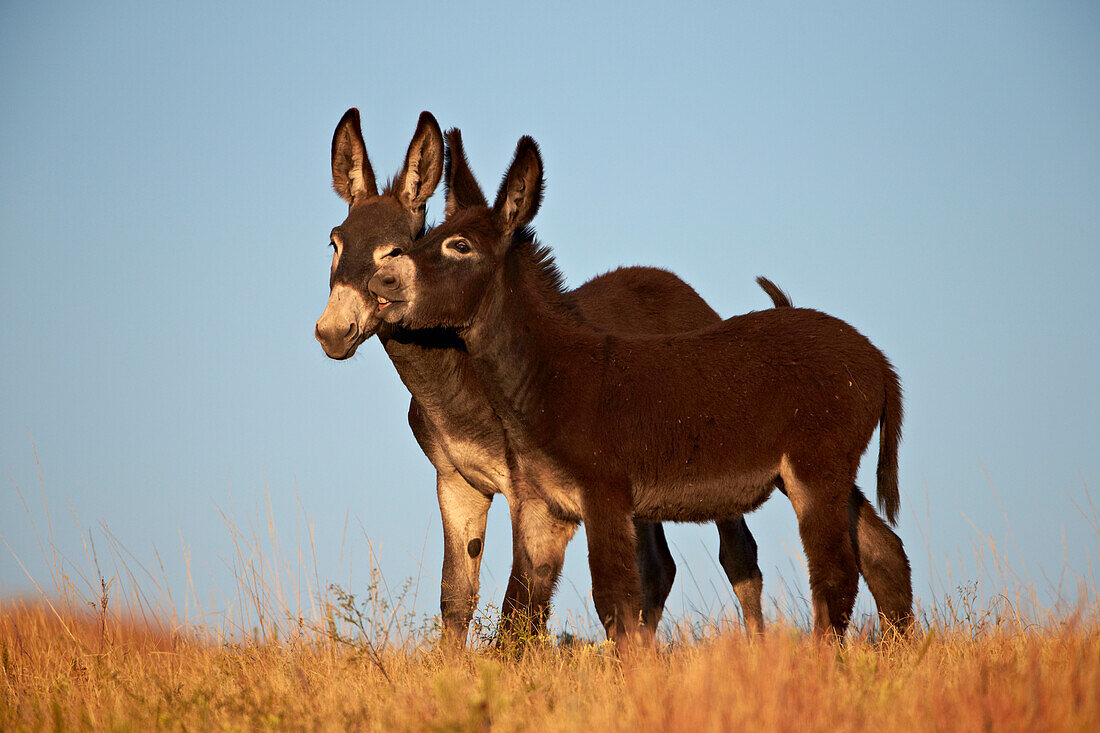 Two young wild burro (donkey) (Equus asinus) (Equus africanus asinus) playing, Custer State Park, South Dakota, United States of America, North America
